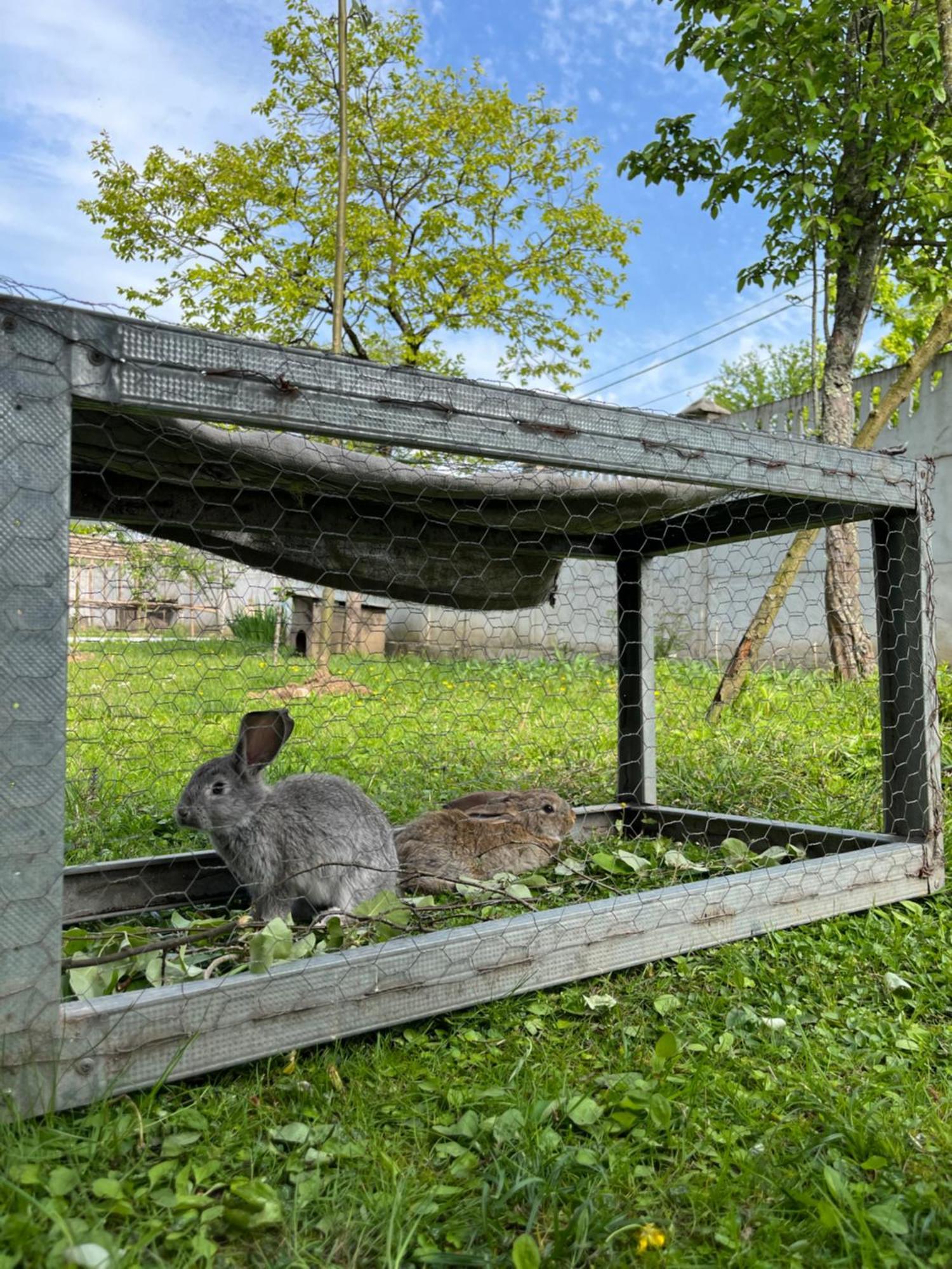 Homestay Sveta Martvili